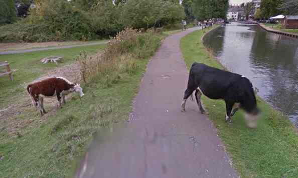 Google takes the issue of bovine privacy very seriously