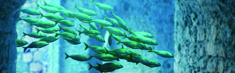 Microsoft invents an underwater data center that promotes marine life