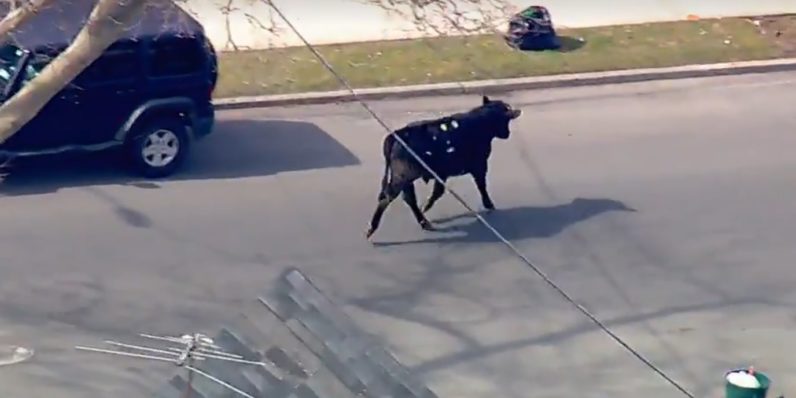 Bull charging through NYC takes social media by storm
