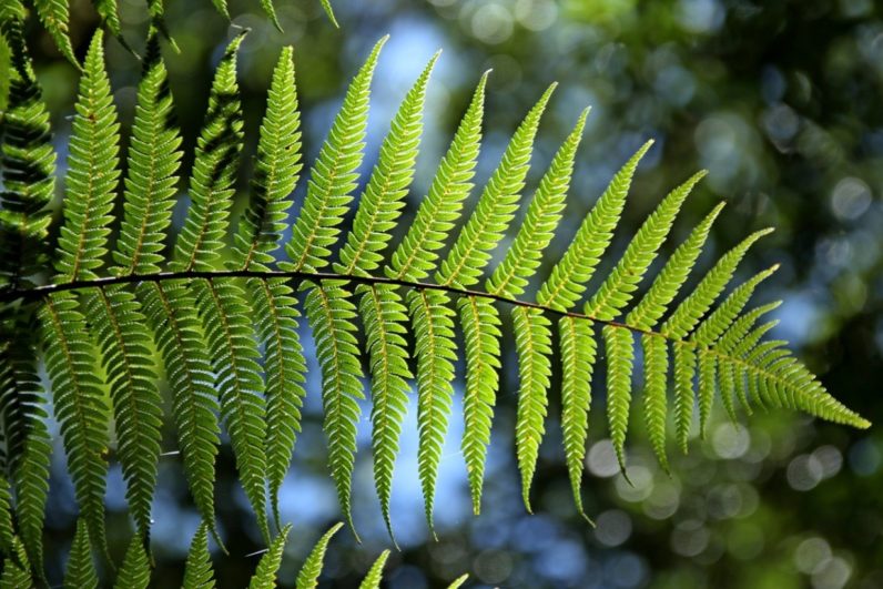 This new plant-inspired tech could be the first step towards self-powered smartphones