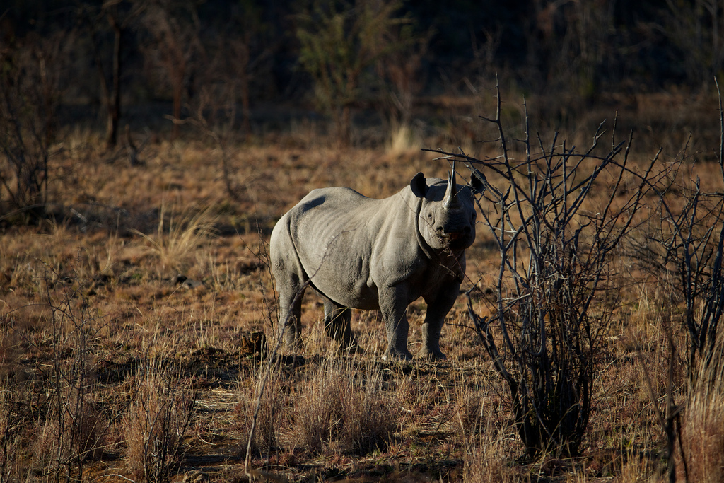 Using AI and drones to combat elephant and rhino poaching