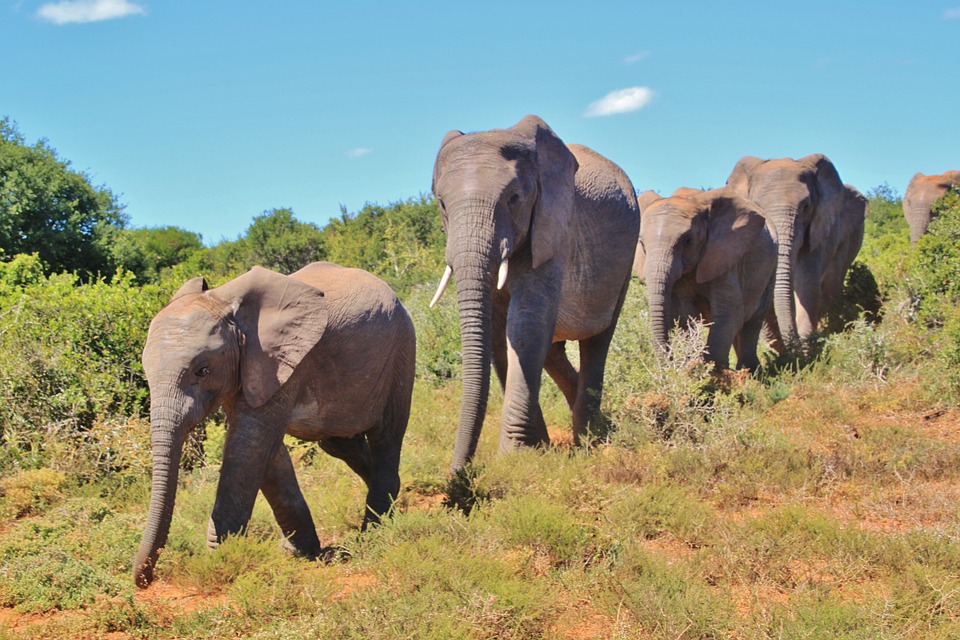 Microsoft co-founder Paul Allen hopes to stop elephant poachers in Afrika using big data Featured Image
