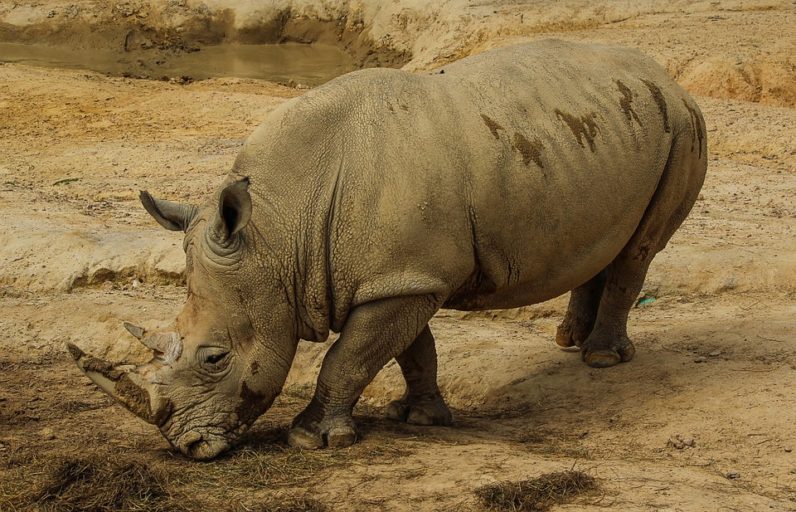 The world’s last male northern white rhino is now on Tinder to help sustain the species