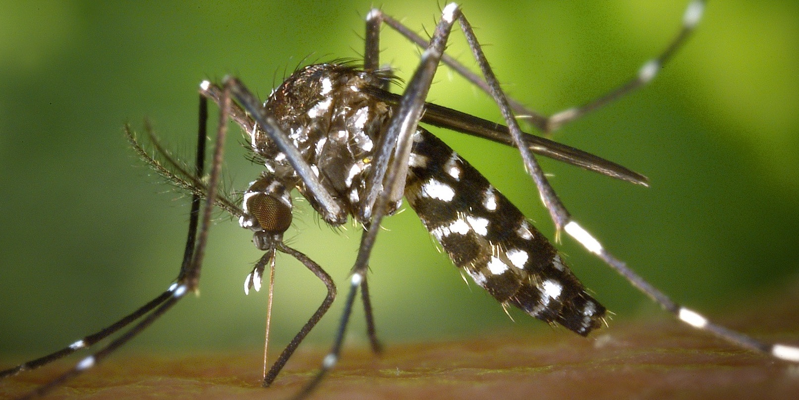 Wearable mosquitos could be the future of diabetes treatment