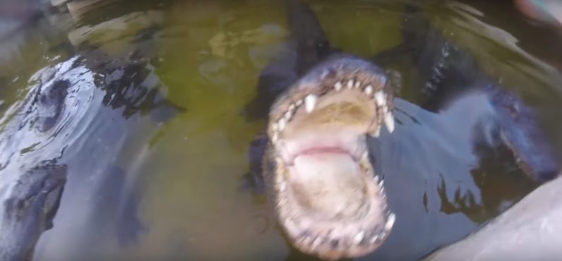 GoPro captures the moment an alligator nearly took a man’s head off