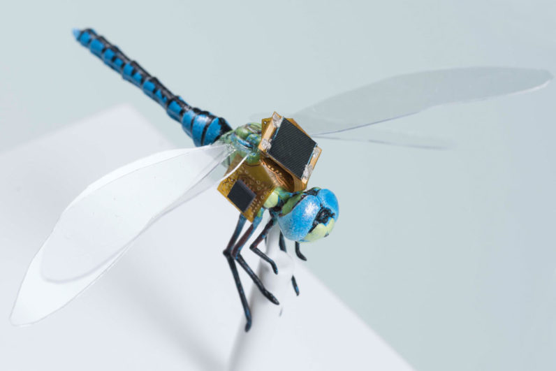 Watch this cyborg dragonfly drone take flight