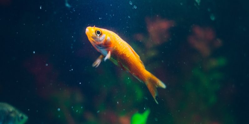 Go phish: A smart fish tank let hackers into a casino