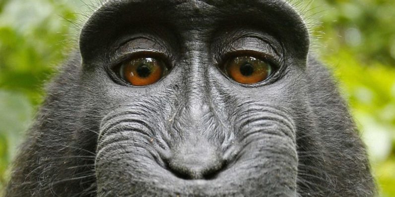 This monkey’s selfie could determine the future of AI copyright