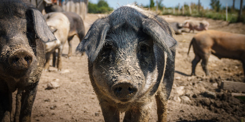 Cloned pigs could soon provide organs for human recipients