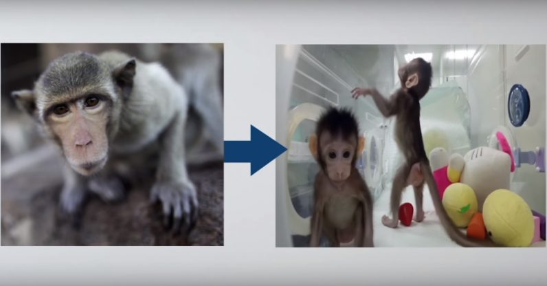 Cloning monkeys might not be a good thing