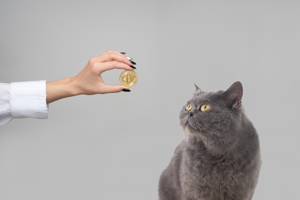 Thinking of investing in an ICO? Read this first