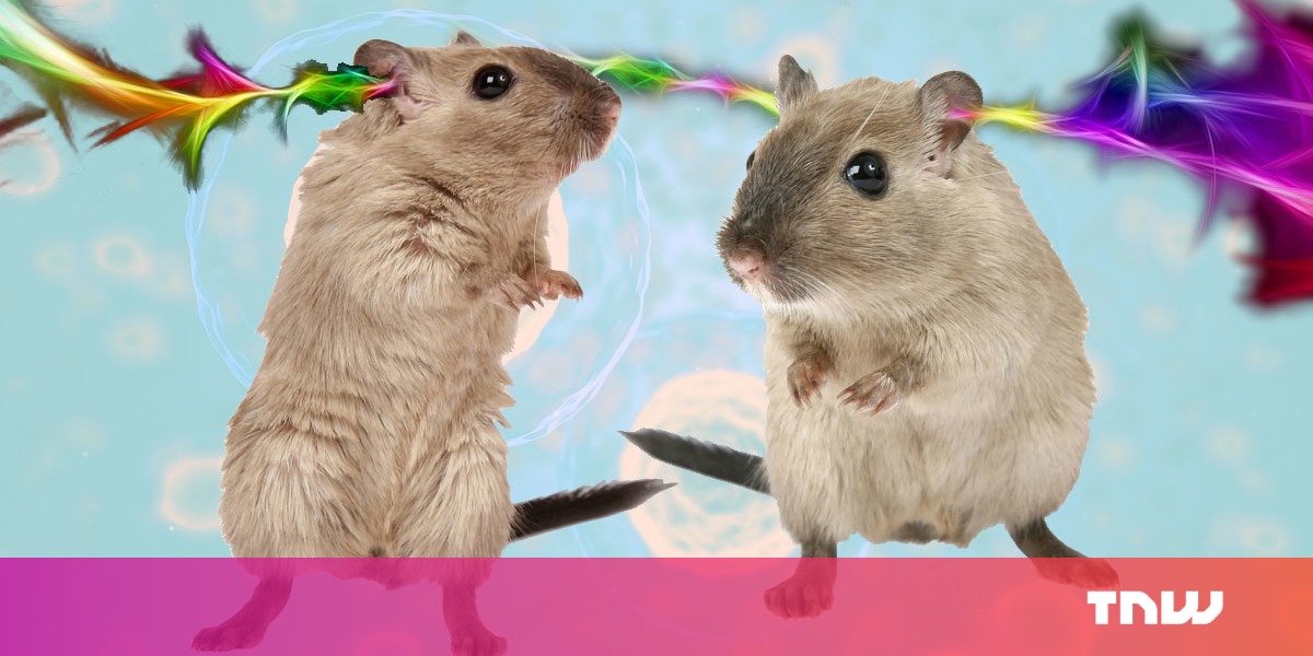 photo of Scientists genetically modified gerbils to hear light through an implant image