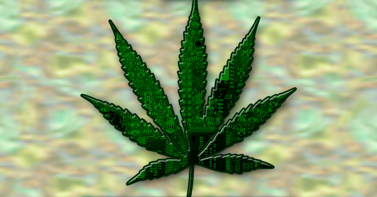 Scientists modified a strain of cannabis to kill cancer cells