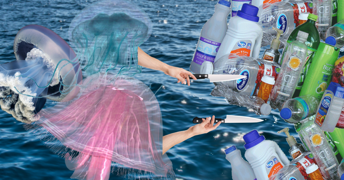 Scientists believe jellyfish could help rid our waters of plastic waste