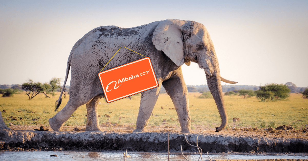 September in Africa: Alibaba saves wildlife and Google Partners comes to Nigeria