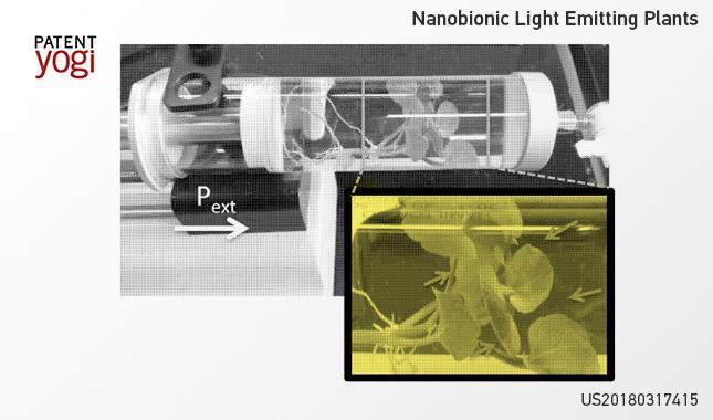 Engineers create plants that glow, MIT News