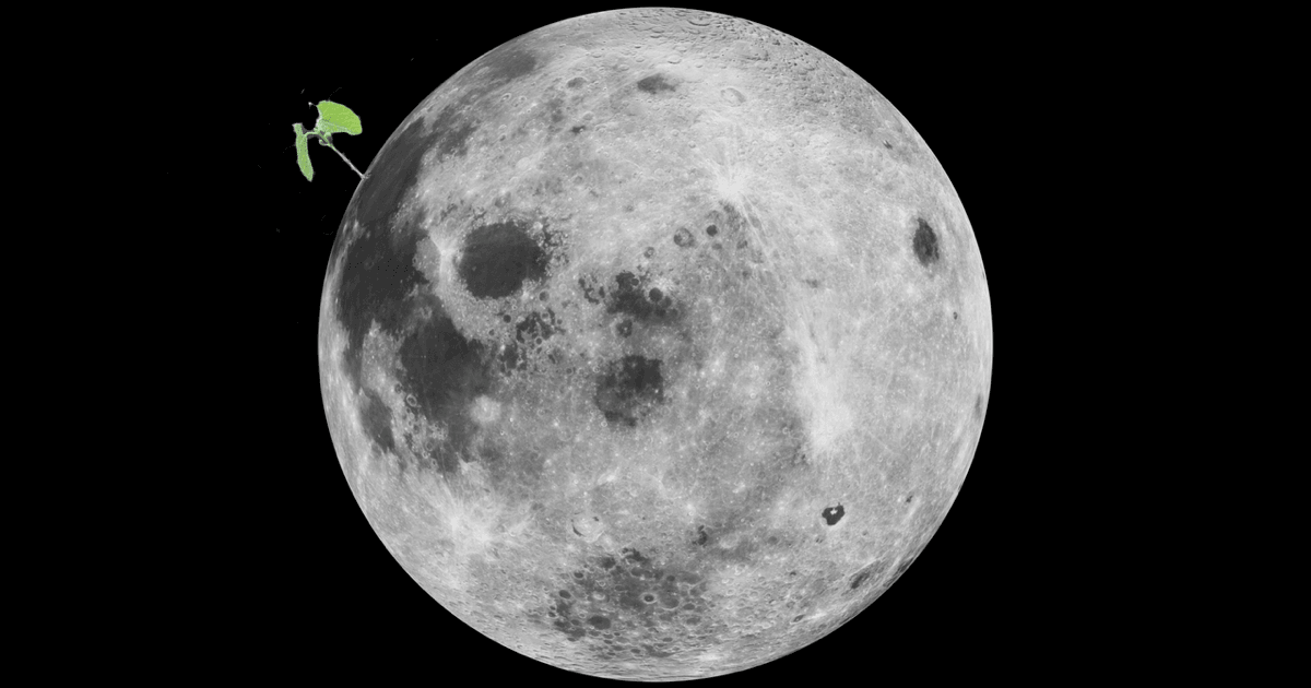 A cotton seed sprouted – and died – on China’s Lunar Lander