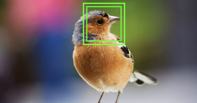 This scientist used facial recognition technology on birds