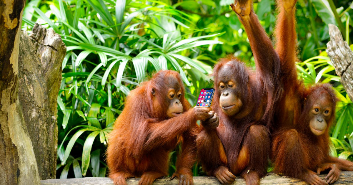 Scientists say orangutans can ‘talk’ about the past JUST LIKE US