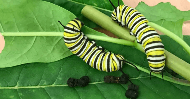 The hidden secrets of insect poop
