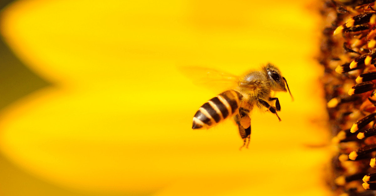 We have to save the bees, here’s how we can do it