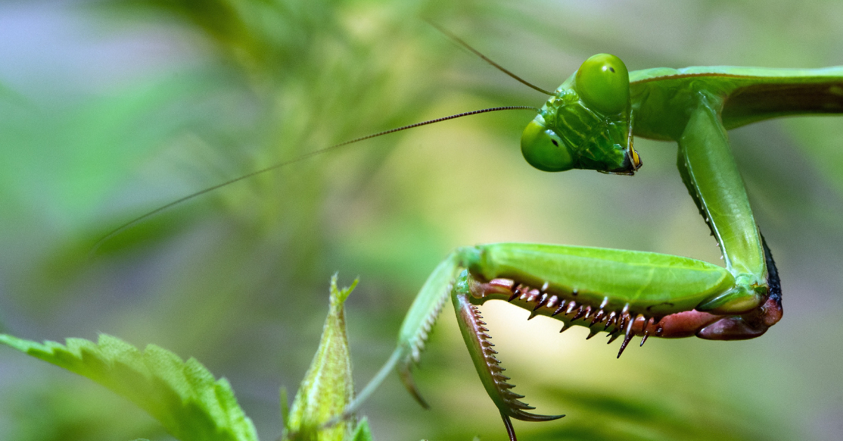 Bug sake! Climate change is killing off insects