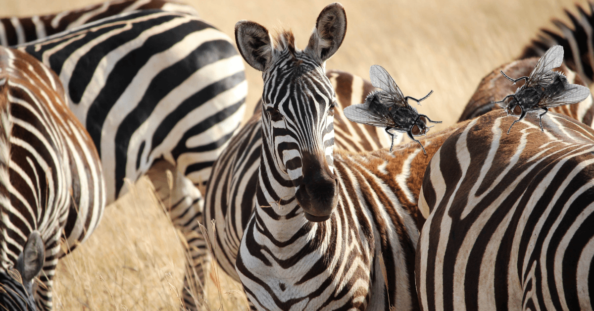 Scientists say flies don’t like zebra stripes