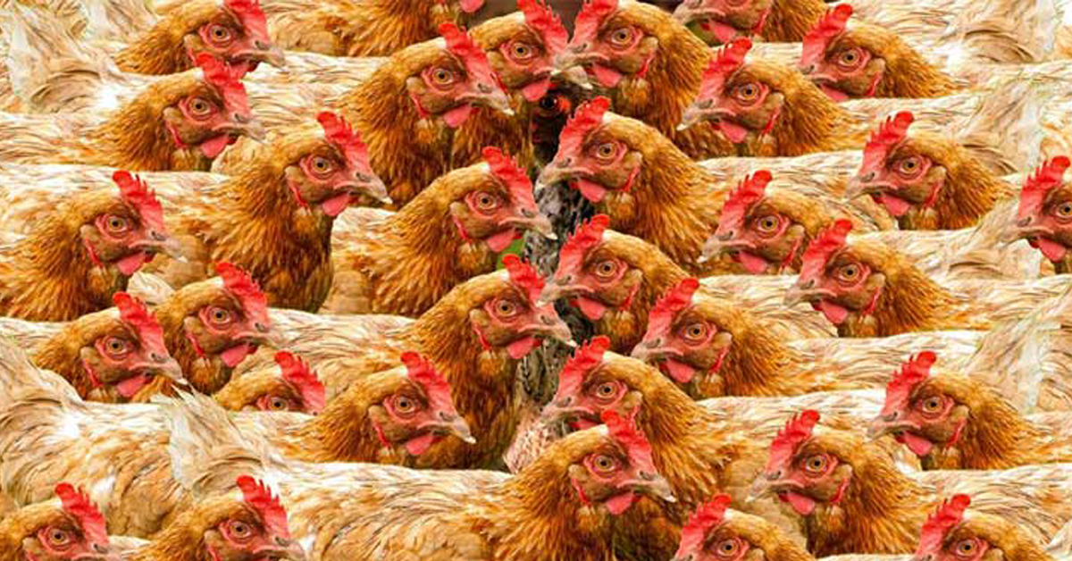 AI is helping regulators keep tabs on new industrial farms and their waste discharging habits