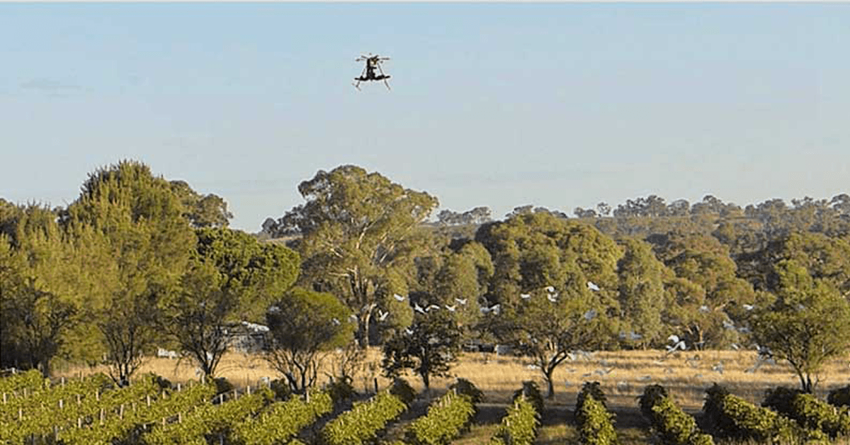 Scarecrow drones keep birds away from crops without causing them harm