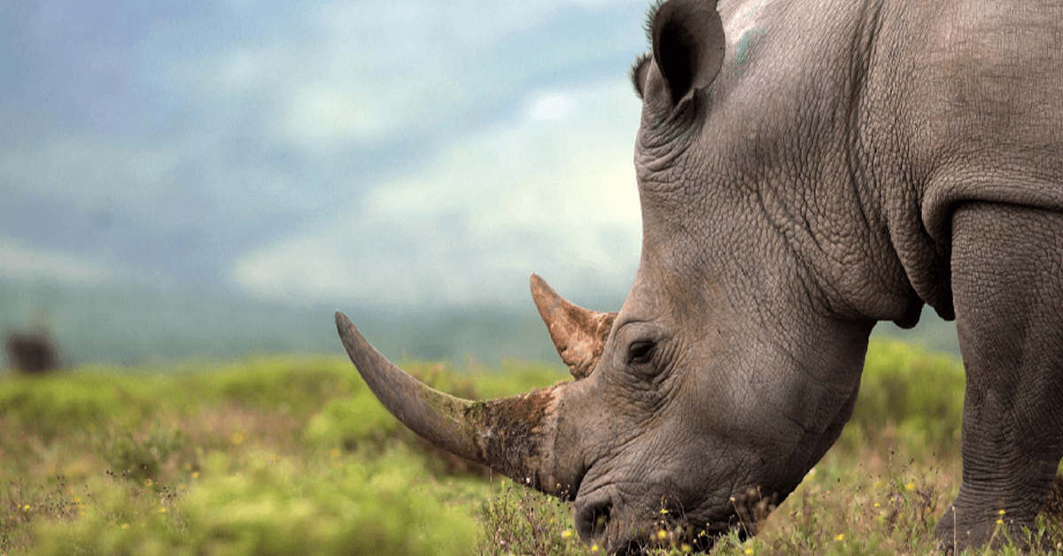 South Africa’s first legal online rhino horn auction totally failed Featured Image