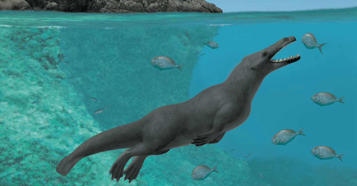 Ancient whales had four legs, and split their time between land and sea