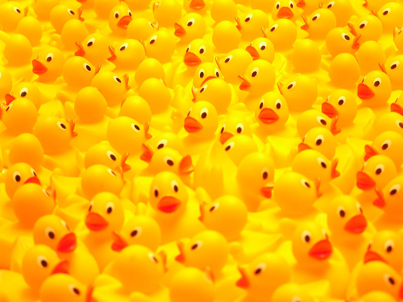 WiFi network made of rubber ducks could save lives during natural disasters