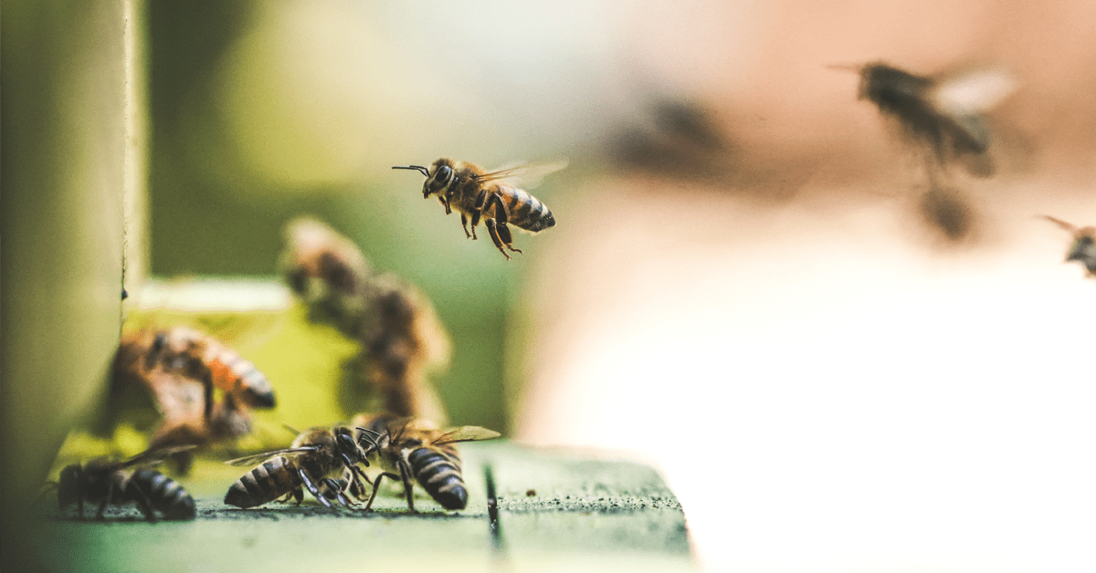 New syllabuzz: scientists taught bees to understand numbers