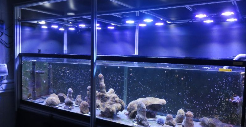 Scientists at an aquarium just figured out how to save Florida’s ‘Great Barrier Reef’ Coral-796x413
