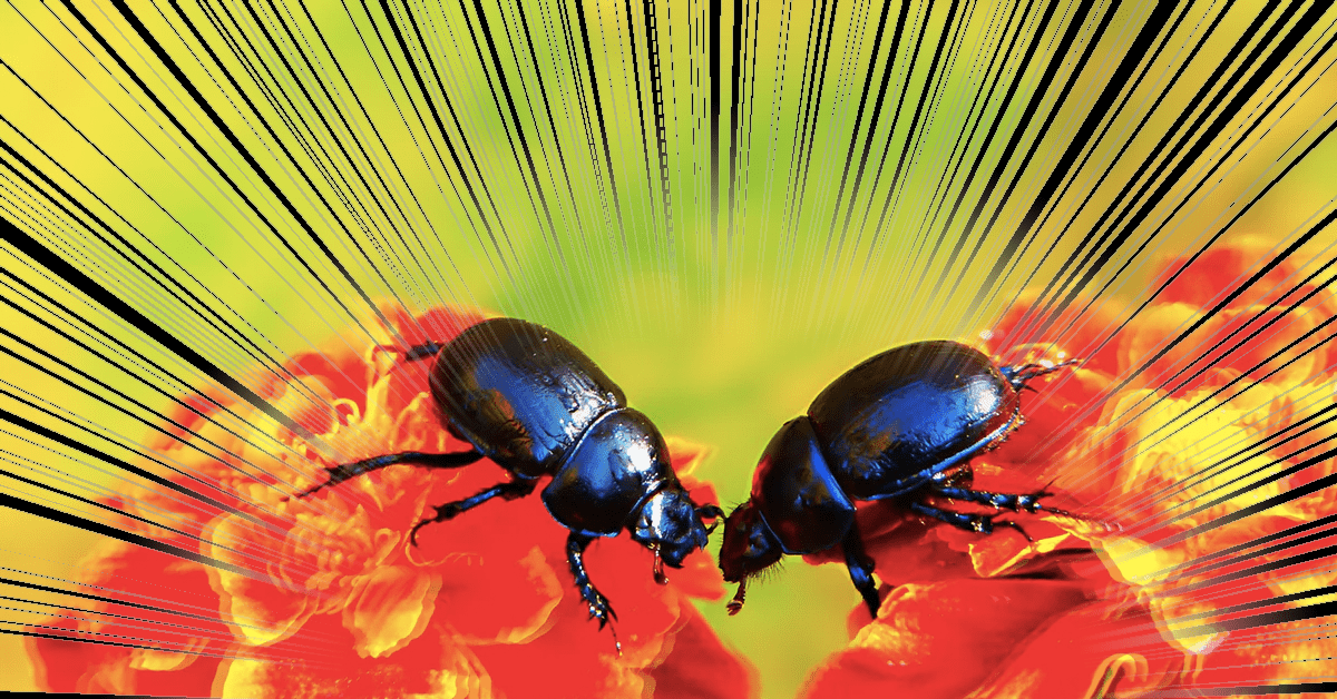 Fighting for sex helps animals survive habitat loss, new beetle research says