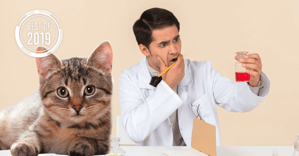 [Best of 2019] Billions are infected by a cat poop brain bug, but studying it is vexing researchers