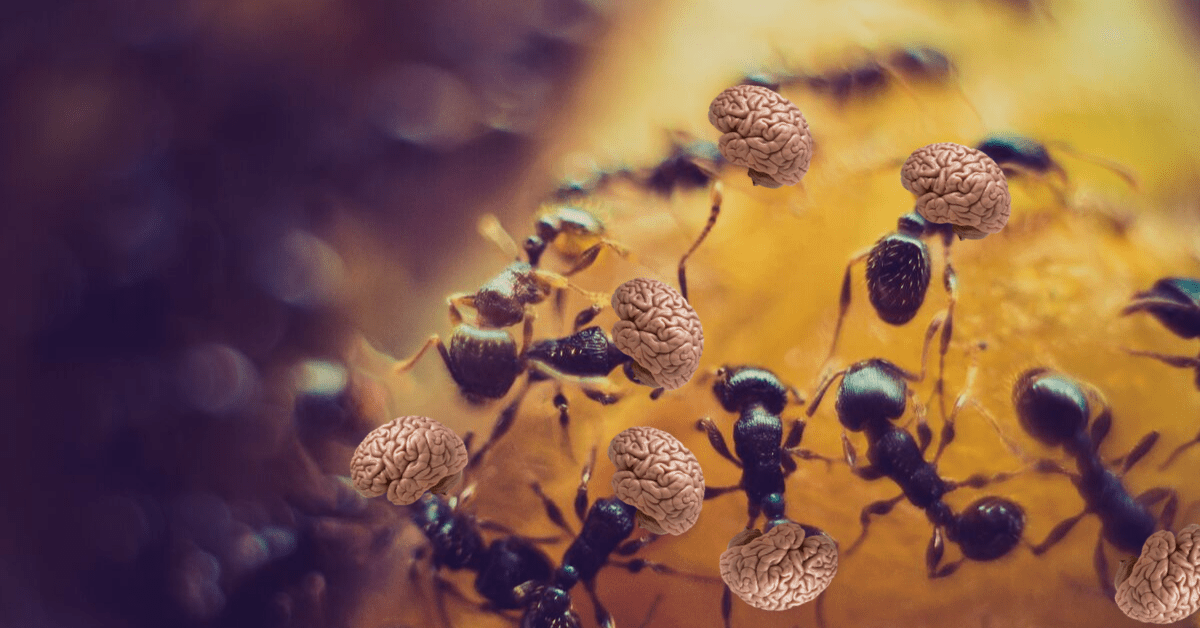 An ant colony has memories its individual members don’t have