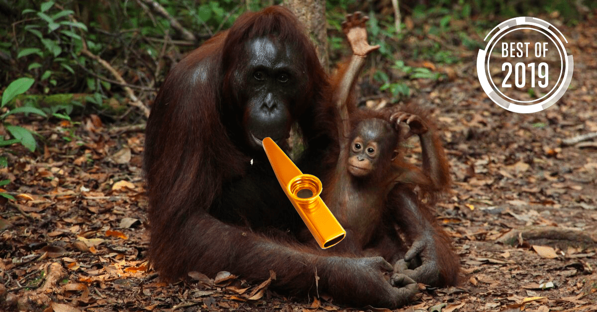 [Best of 2019] Orangutans can play the kazoo – here’s what this tells us about speech evolution