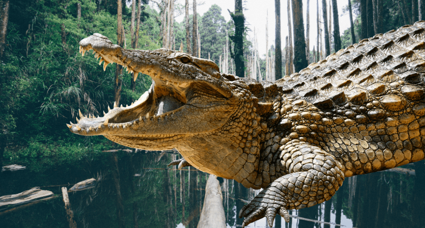 Climate change created today’s HUGE crocodiles