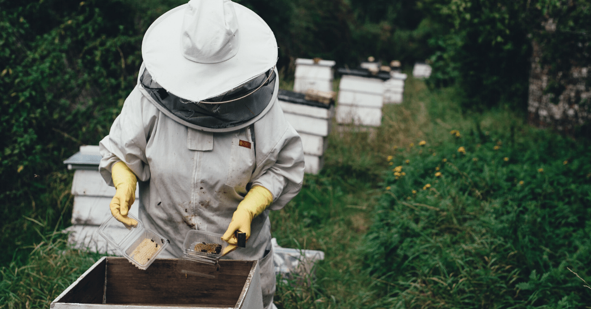 Honey bees are dying — but man-made hives could save them