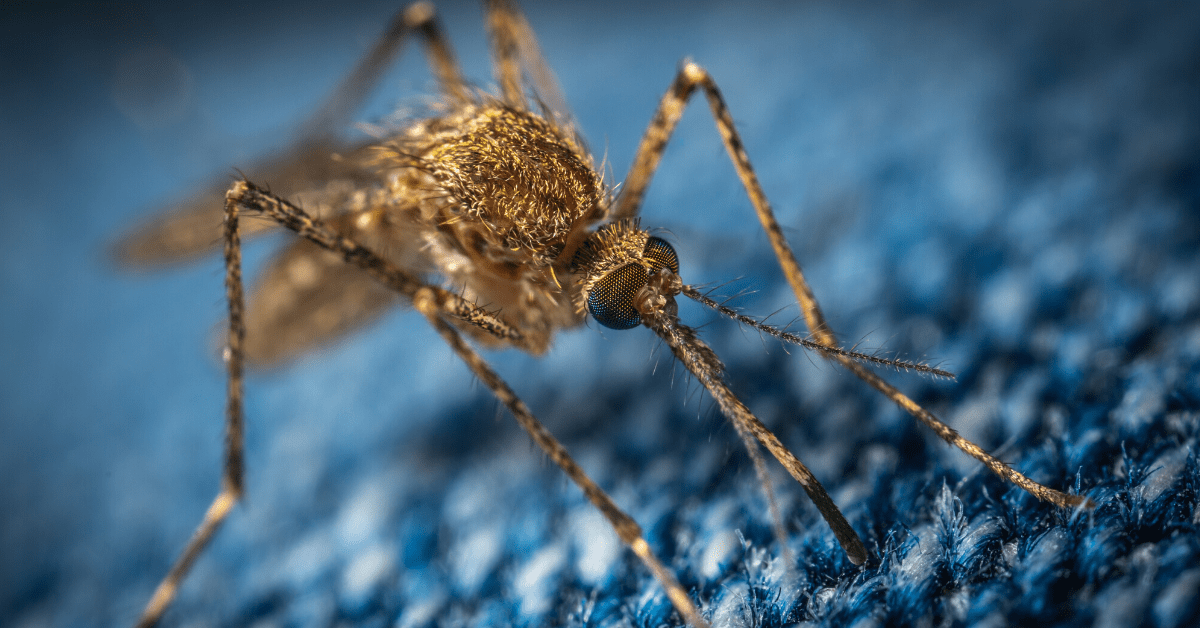 Genetically modifying mosquitoes to prevent disease carries unknown risks