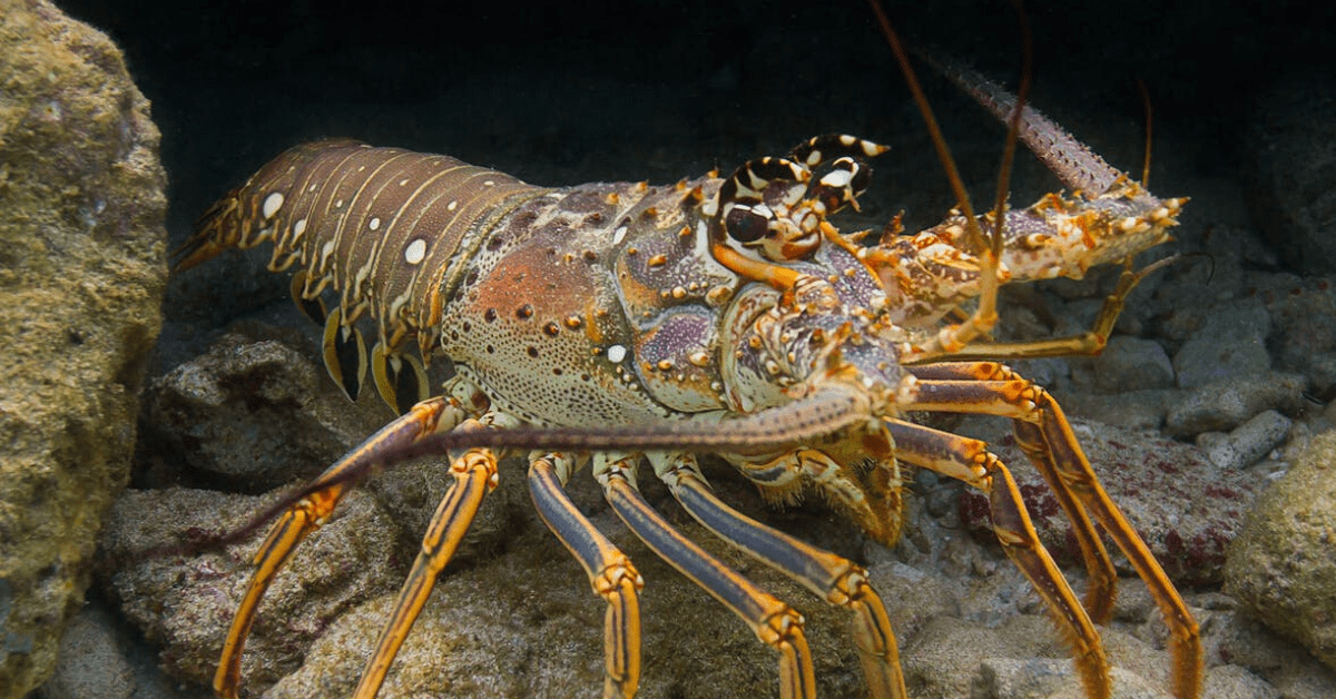 Caribbean seagrass is littered with infected lobsters — but the habitat may save the species