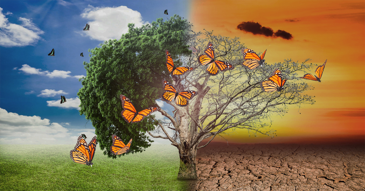 Climate crisis is forcing butterflies to change their lifecycle — but not all can ?