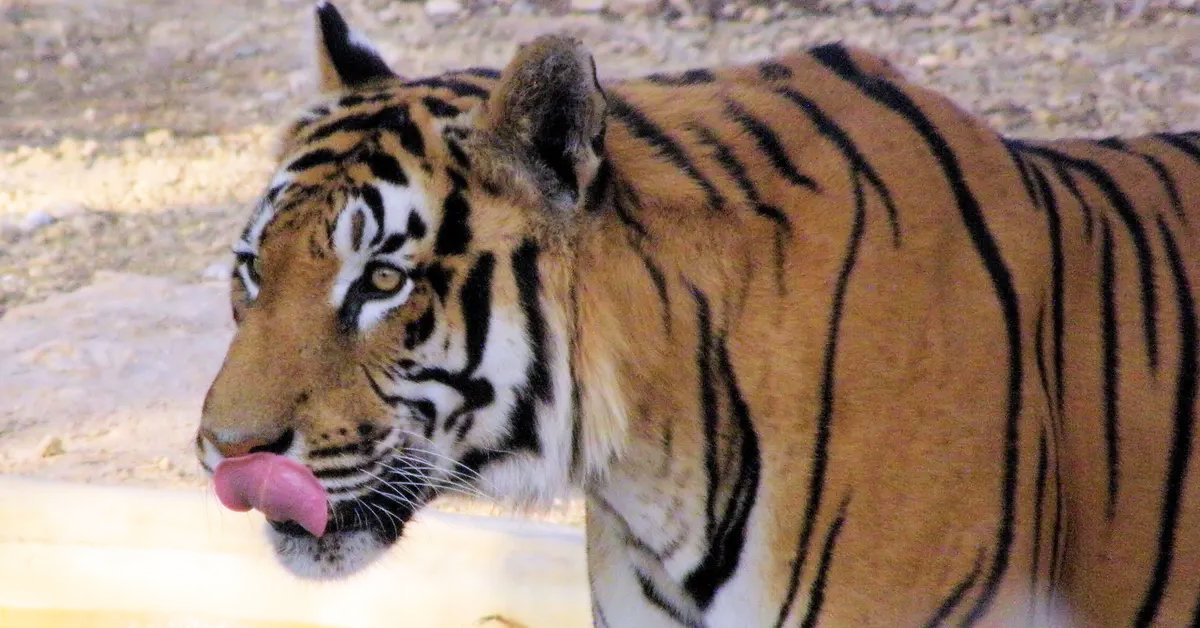 Climate change is currently triggering the sixth mass extinction