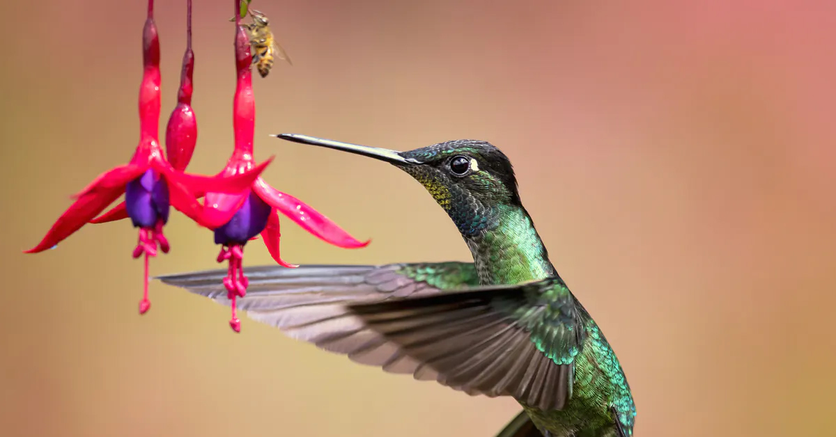 How birds drop ‘unnecessary’ genes can help us understand evolution