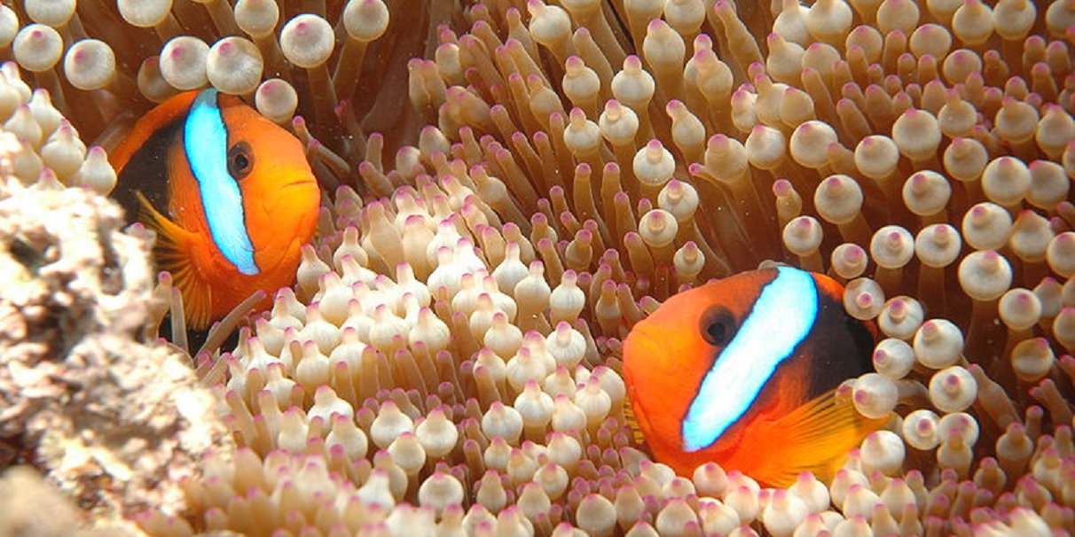 Scientists lured fish back to The Great Barrier Reef by making it sound alive