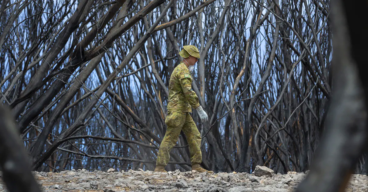 Australian bushfires didn’t just destroy specific species, but entire ecosystems
