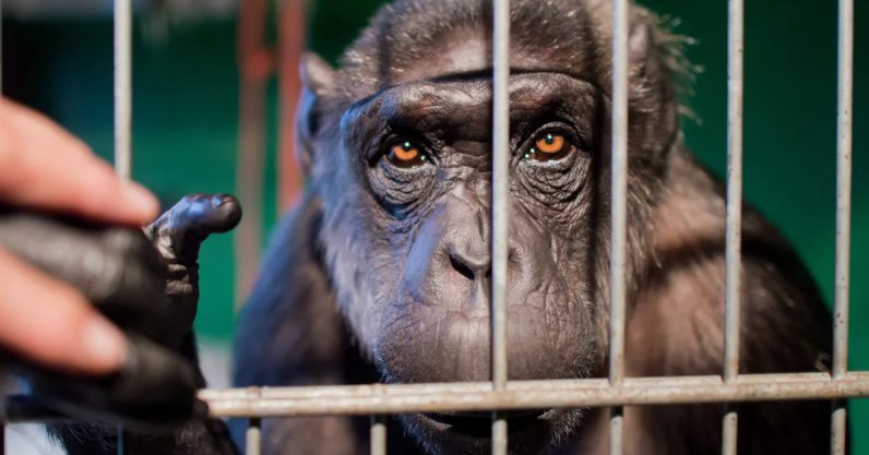 How sharing animal photos online endangers wildlife