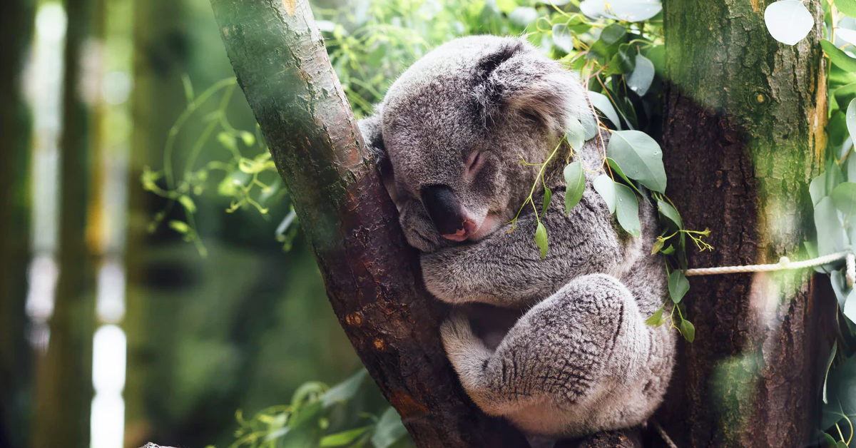 Animals use some wild tricks to survive bushfires