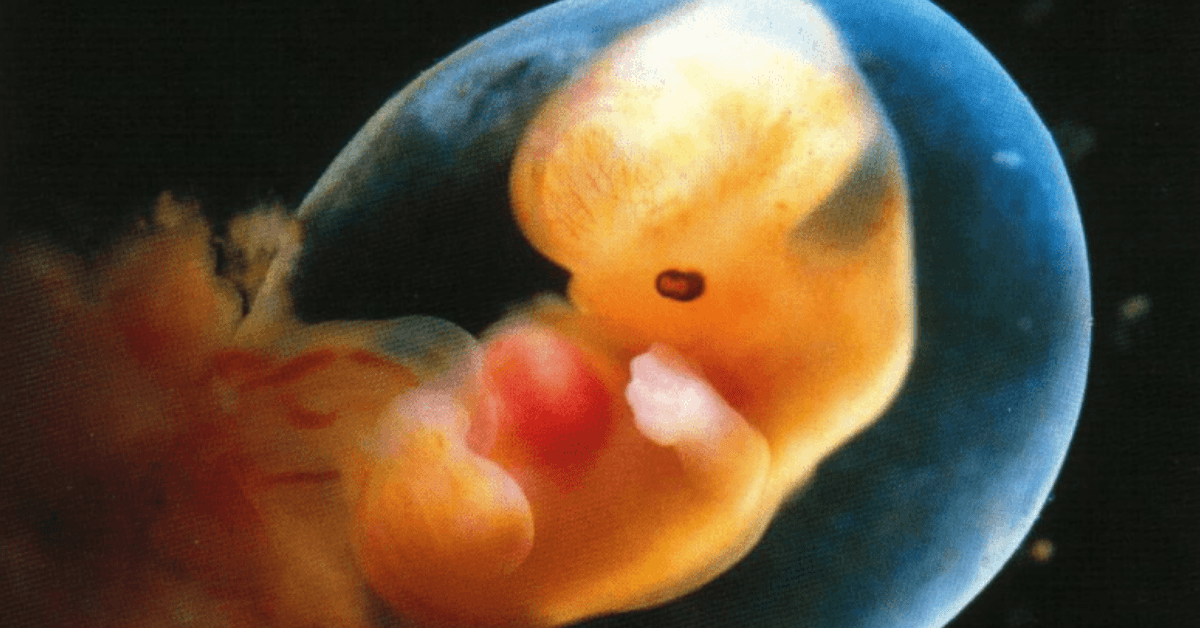 Could artificial-womb technology be a tool for women’s liberation?